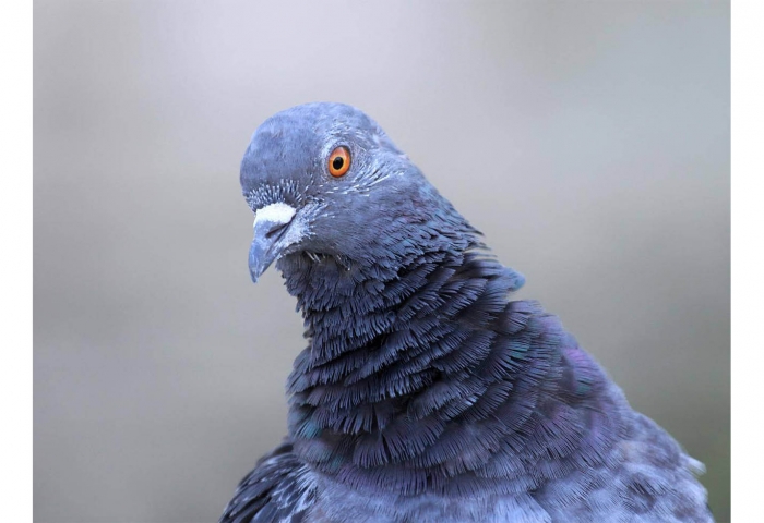 Indian police seize 150 &#039;spy&#039; pigeons smuggled over border with Pakistan