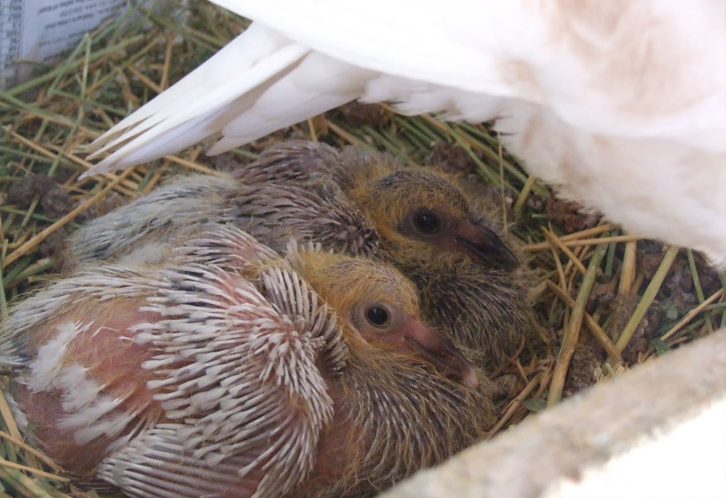 Baby Pigeon Care