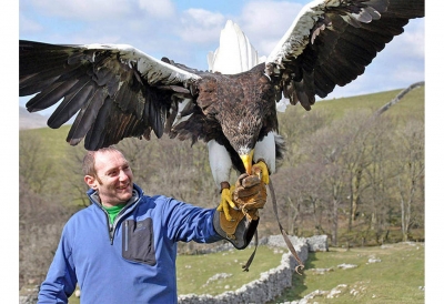 Nikita the Steller's sea eagle on the loose in Yorkshire Dales