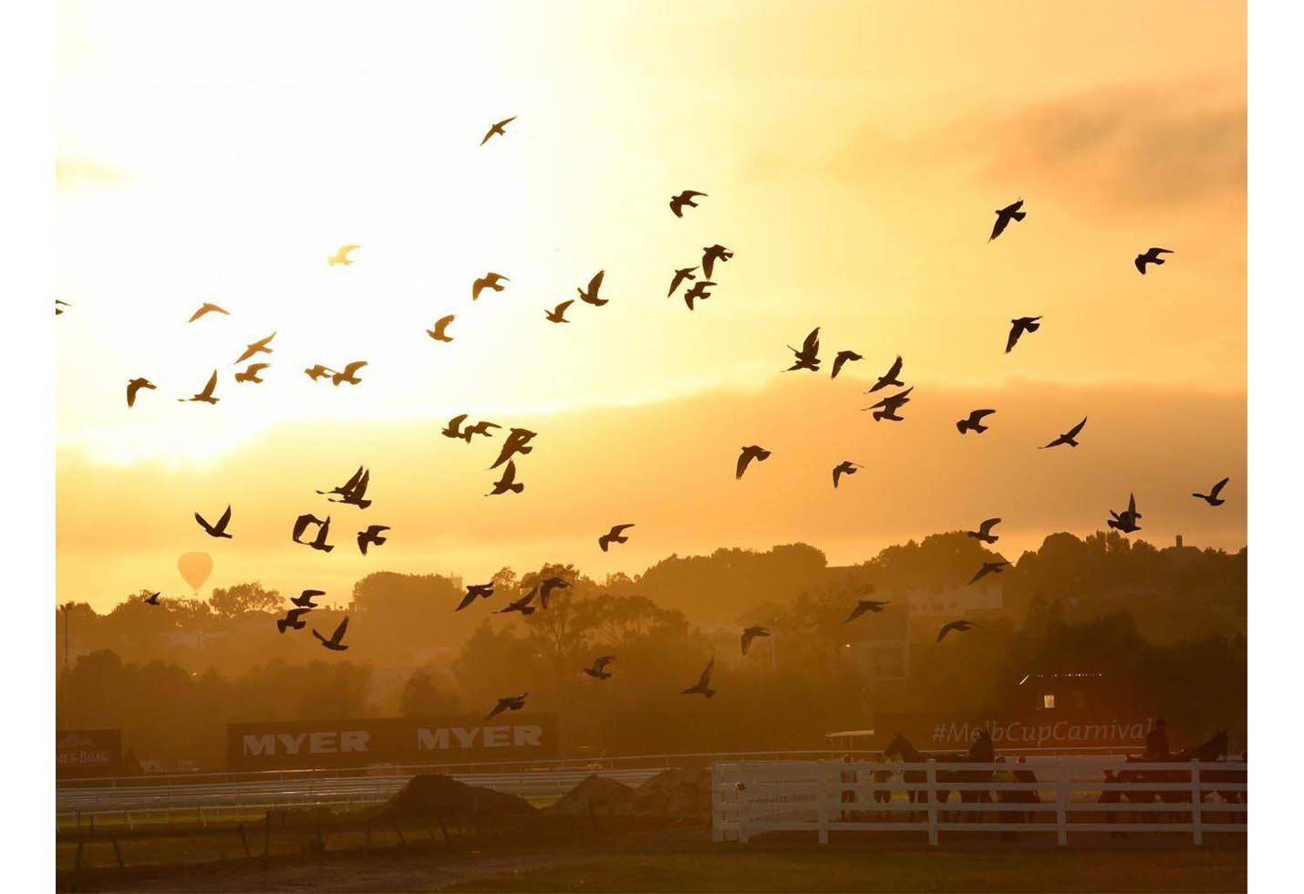 How a species of pigeon went from five billion to zero and why it&#039;s so terrifying