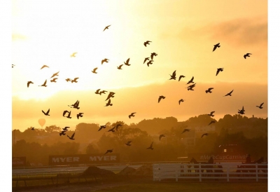 How a species of pigeon went from five billion to zero and why it's so terrifying